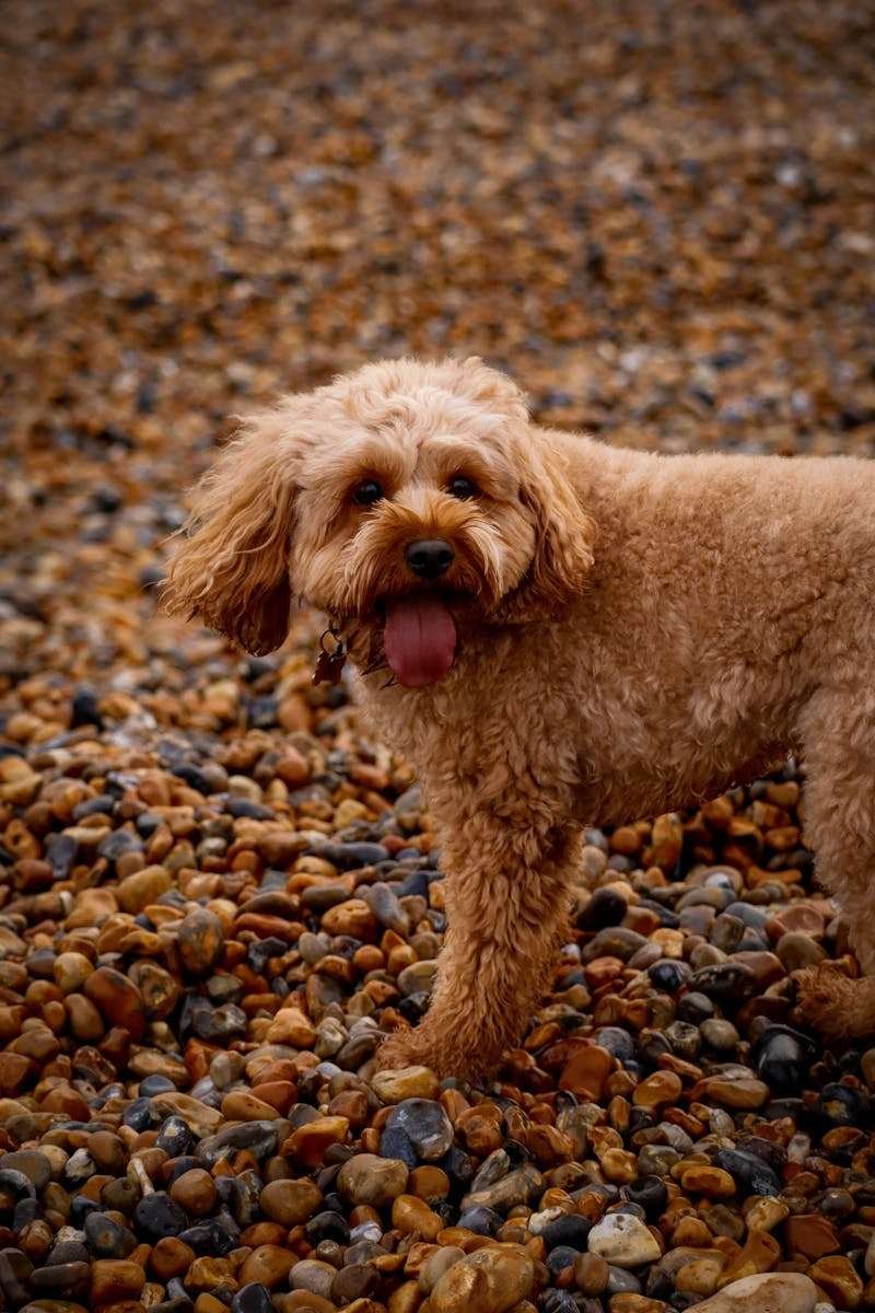 Mini Goldendoodle